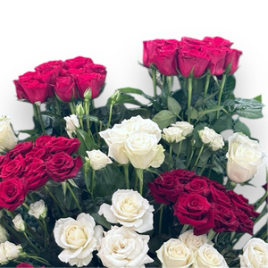 Rosy Radiance