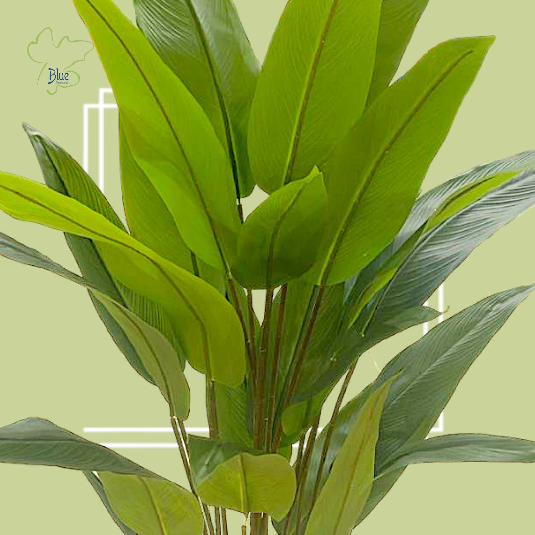 Strelitzia nicolai عصفور الجنة