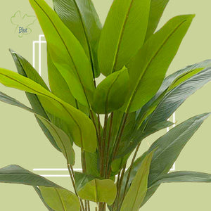 Strelitzia nicolai عصفور الجنة
