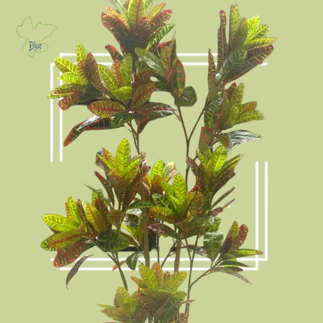 Croton