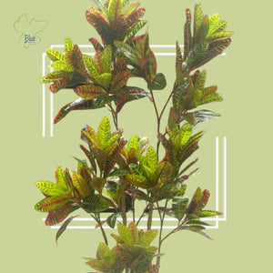 Croton