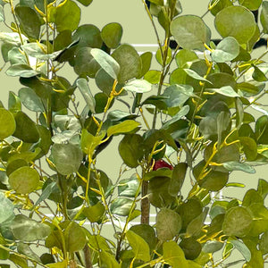 Eucalyptus
